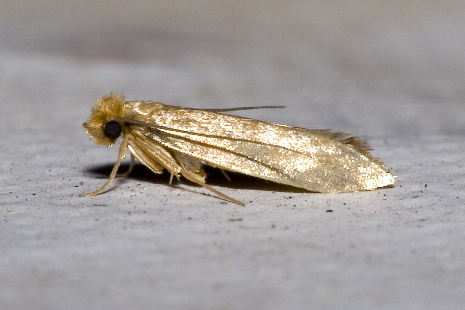 Common clothes moth (Tineola bisselliella)