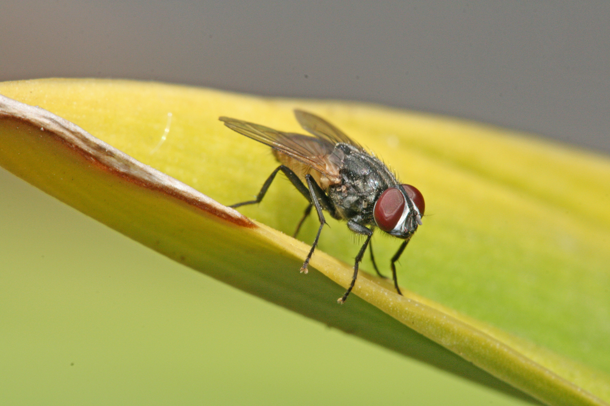 Housefly (Musca domestica)