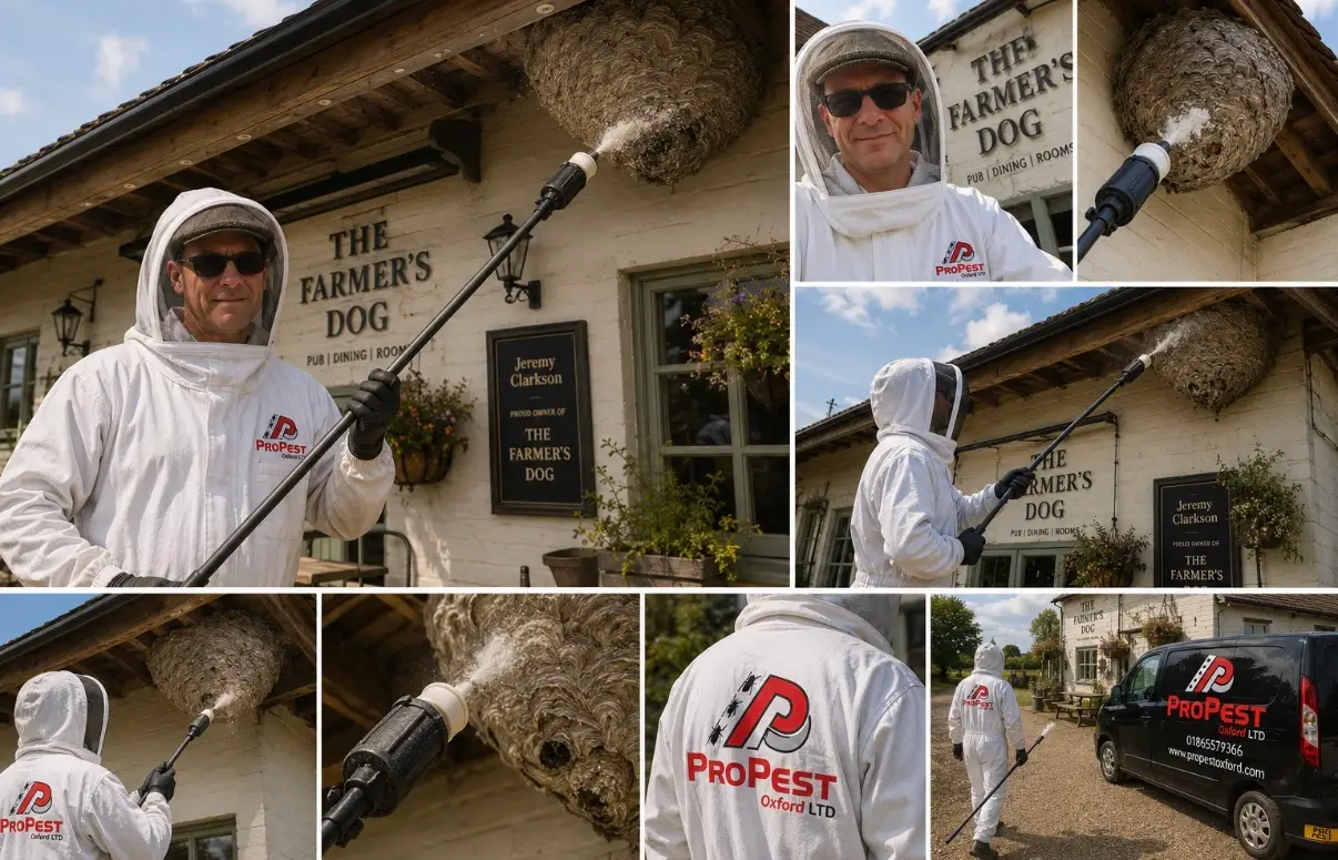 Wasp Nest Removal Oxford by ProPest Oxford Ltd