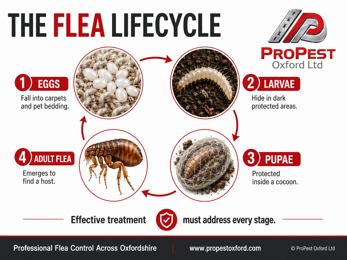 ProPest flea lifecycle showing eggs larvae pupae and adult flea